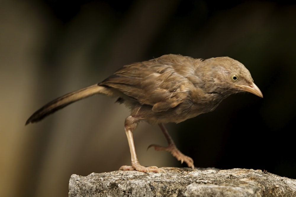 a small bird standing on top of a rock