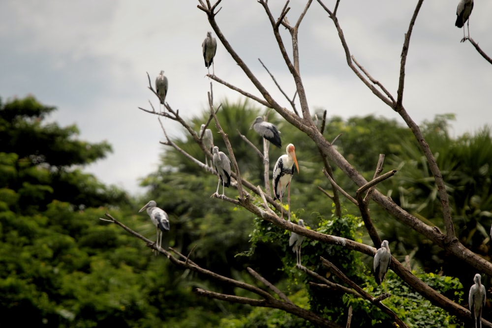 a flock of birds sitting on top of a tree branch