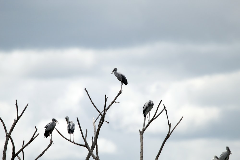 a flock of birds sitting on top of a tree