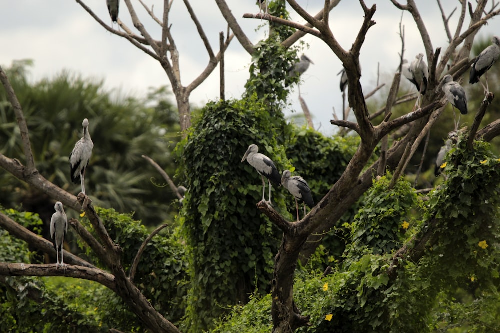 a flock of birds sitting on top of a tree