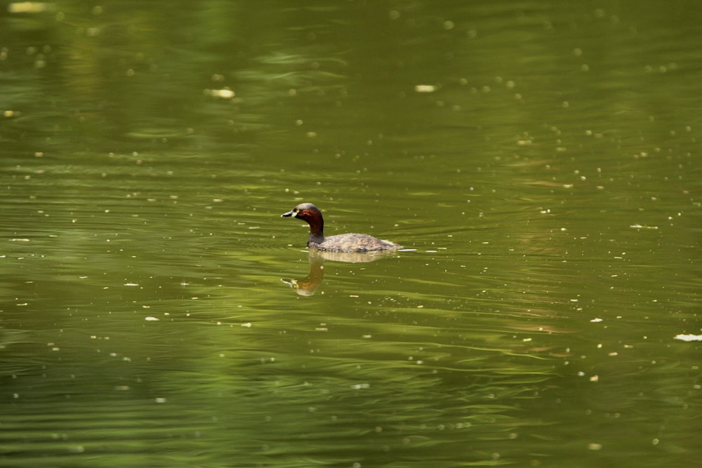 a duck floating on top of a body of water