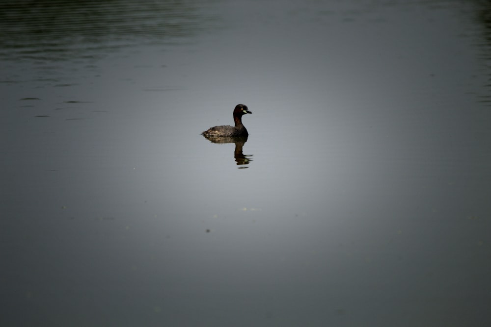 a duck floating on top of a body of water