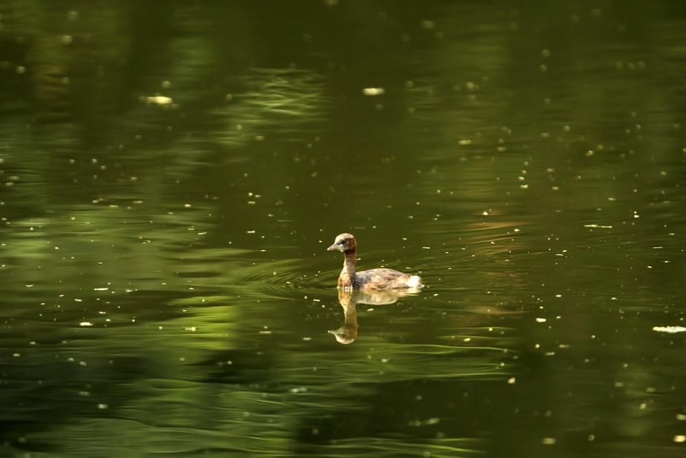 a duck floating on top of a body of water