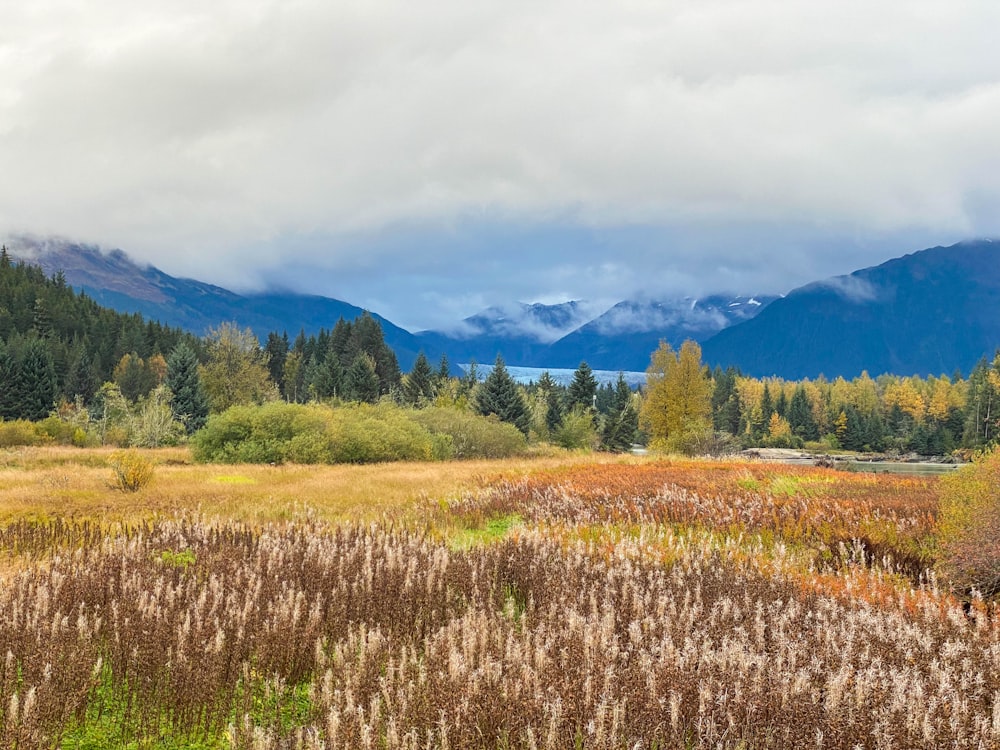 a grassy field with trees and mountains in the background