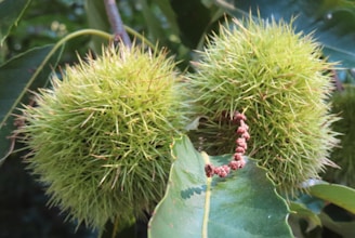 a close up of a bunch of fruit on a tree