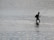 A person is walking through shallow water, holding a fishing rod. The individual appears to be wearing a backpack and is silhouetted against the reflective water surface.