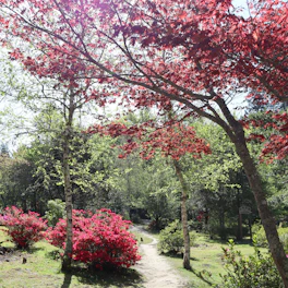 A serene garden path lined with blooming red roses under soft sunlight.