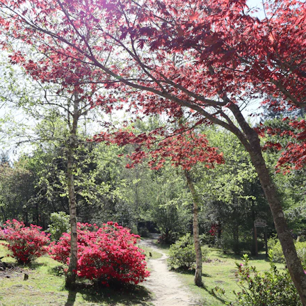 A serene garden path lined with blooming red roses under soft sunlight.