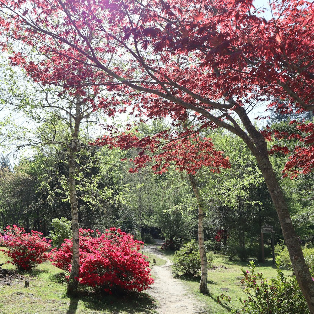 a path in the middle of a lush green park