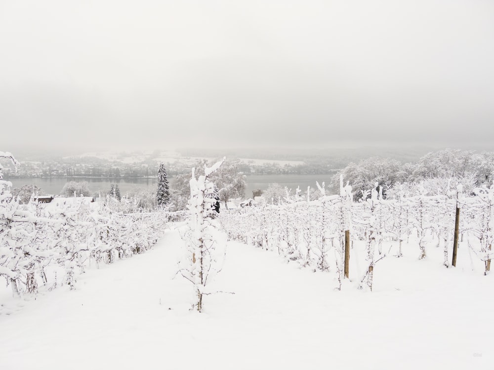 a snow covered vineyard with a lake in the background