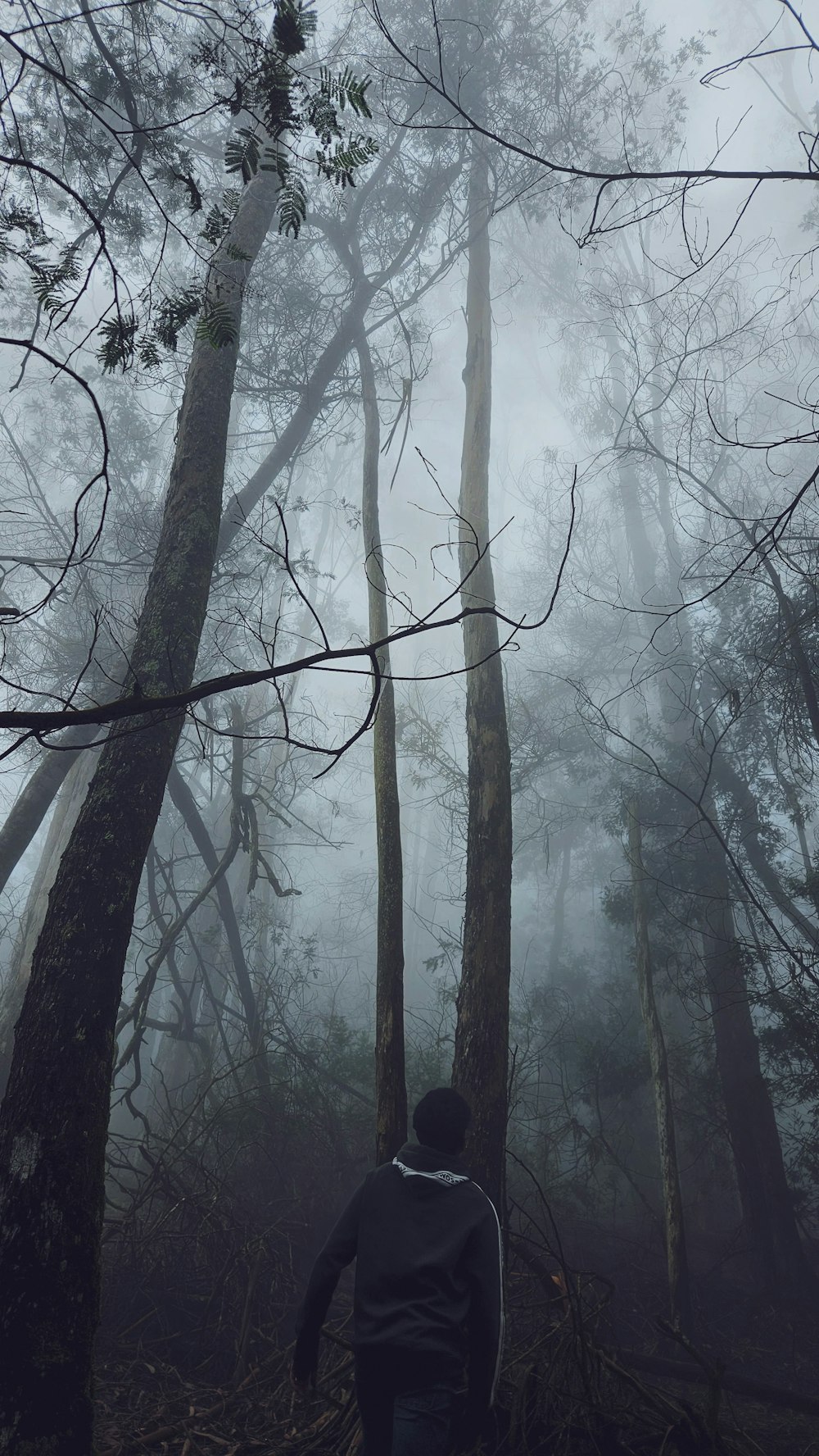 a man walking through a forest on a foggy day