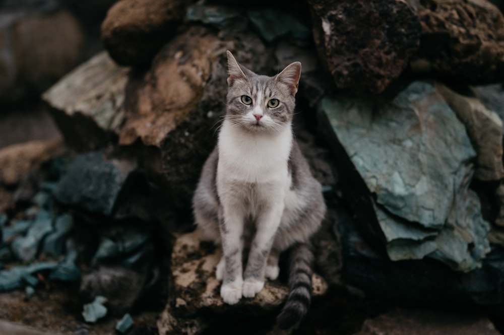 a gray and white cat sitting on top of a pile of rocks