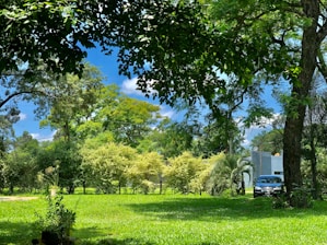 A lush, green landscape with a manicured lawn surrounded by tall trees and bushes under a clear blue sky. A dark-colored car is parked near a small white building. The shadows of the trees create a dynamic interplay of light and dark areas.