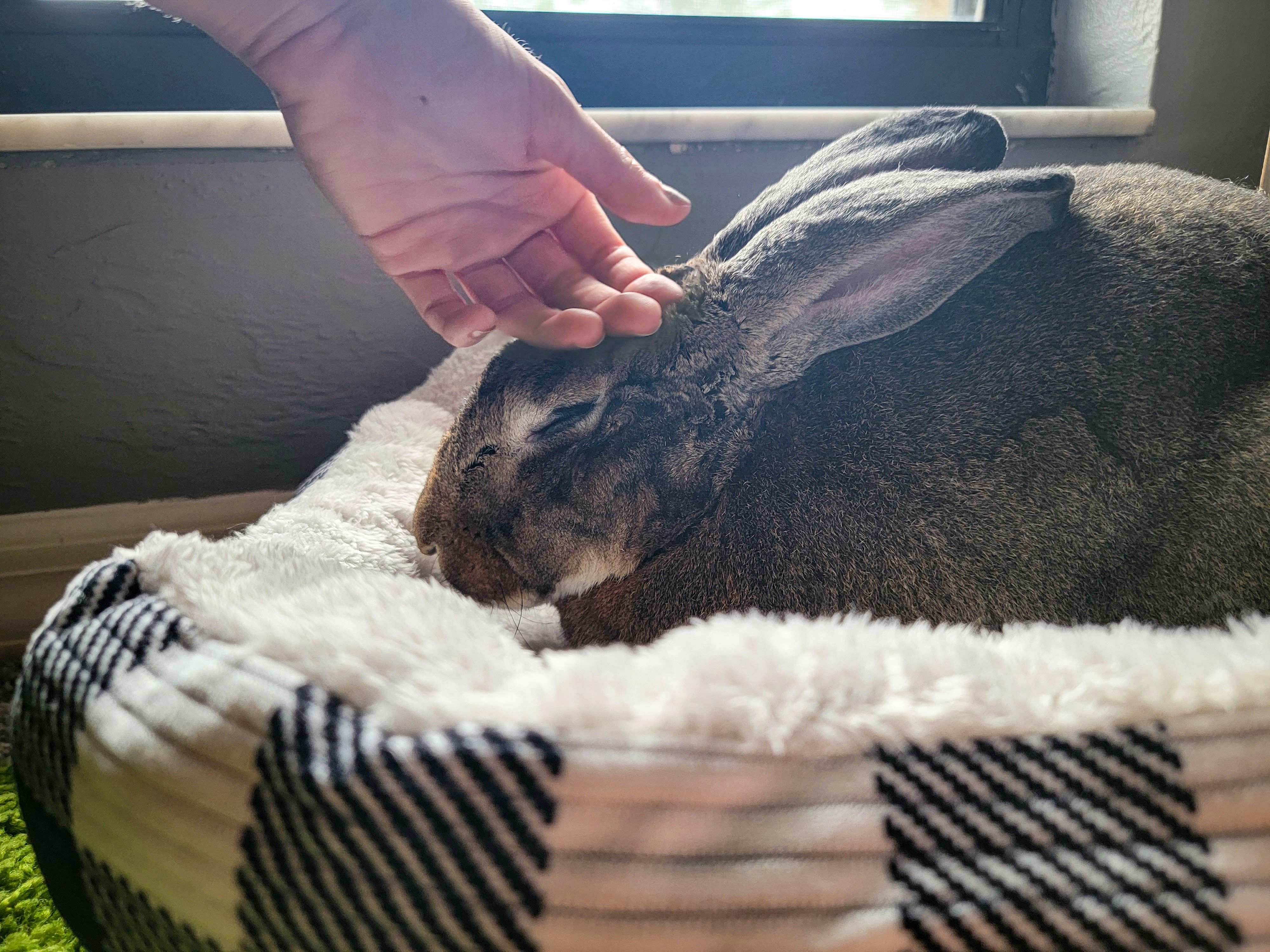 Lavender Bliss Bunny Bed