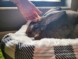 A calm rabbit resting comfortably on a soft beige blanket during a routine health check.