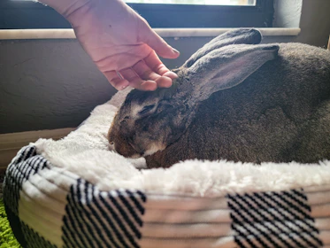 A spacious, clean hutch with a Continental Giant rabbit comfortably lounging.