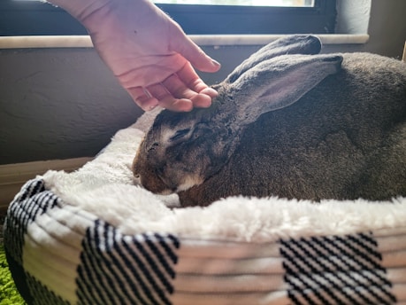 A small rabbit receiving veterinary care in a cozy examination room.