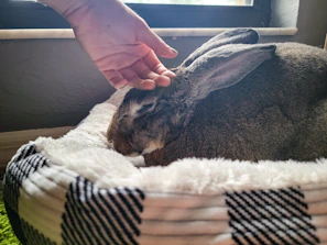 A caring hand softly brushing a holland lop’s plush fur under warm natural light.