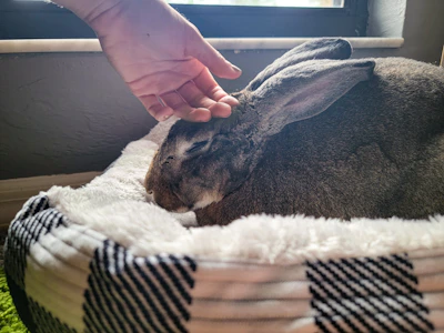 A close-up of a Holland Lop gently nestled in soft honey-colored blankets, eyes half-closed in peaceful contentment.