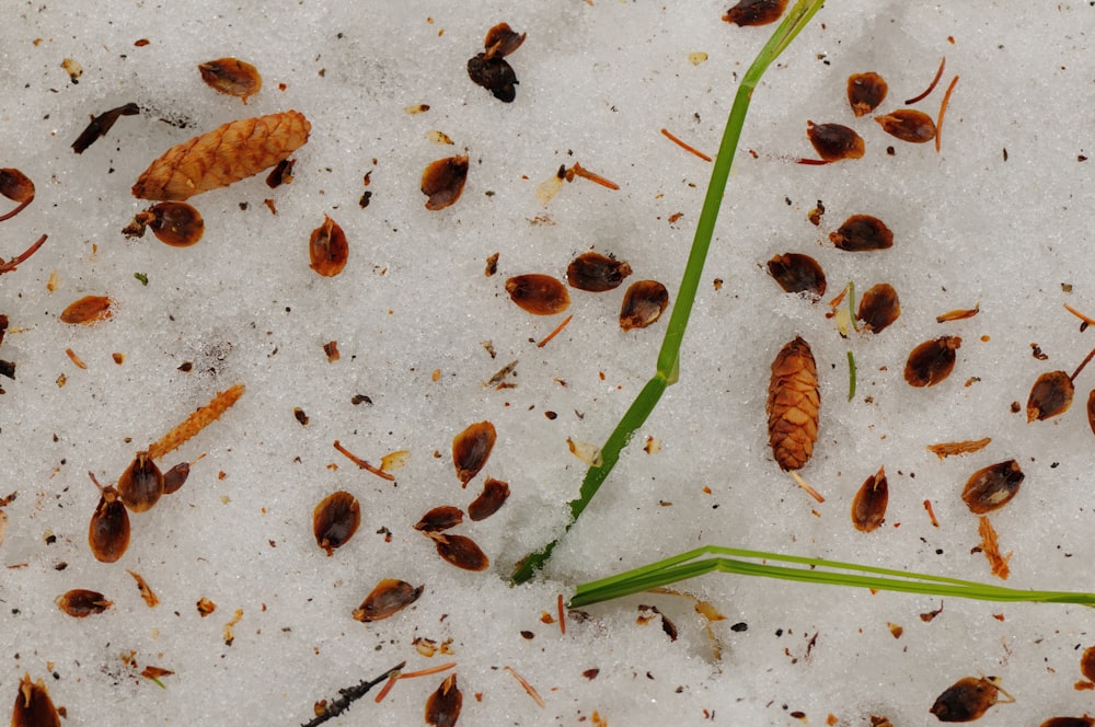 a group of dead bugs on a white surface