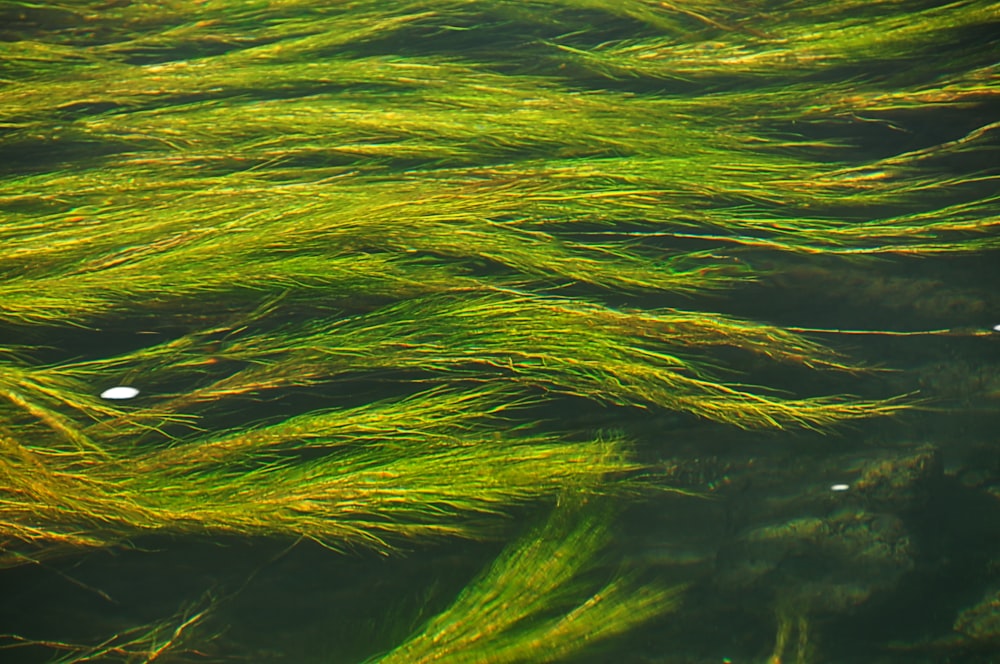 a group of green plants floating in a body of water