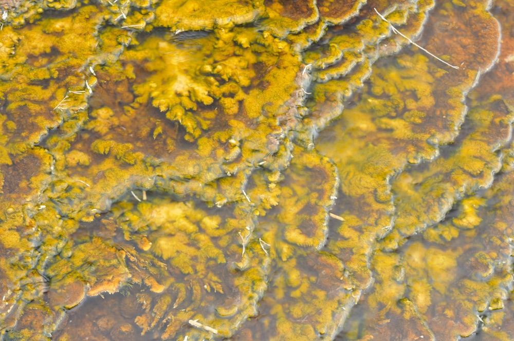 a close up view of a mossy surface