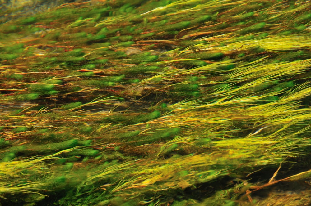 a close up of a bunch of grass