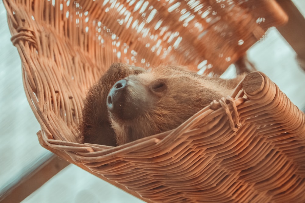 a sloth in a hammock looking up at the sky
