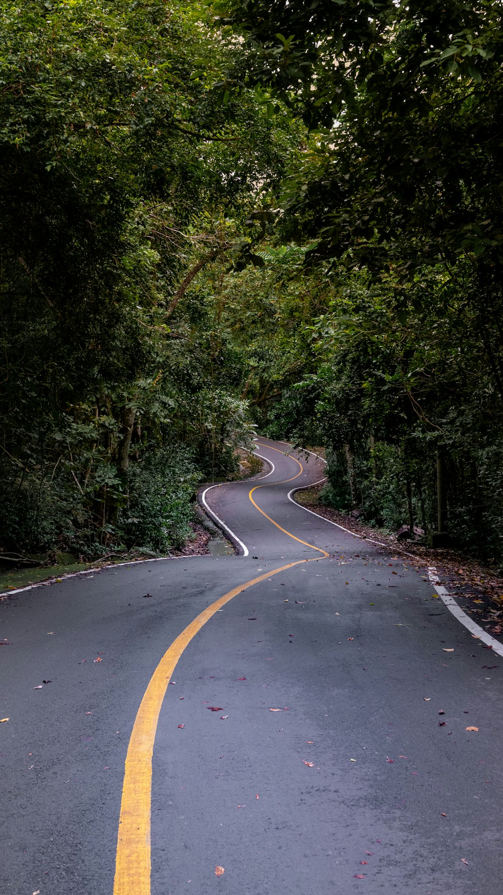 a curved road surrounded by trees and leaves