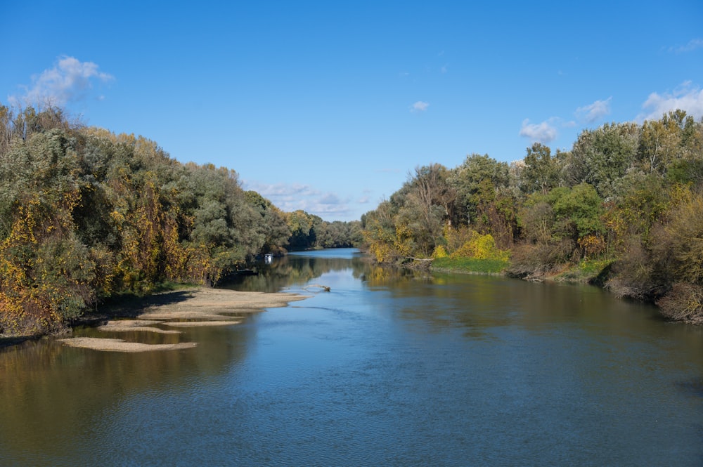 a river running through a lush green forest