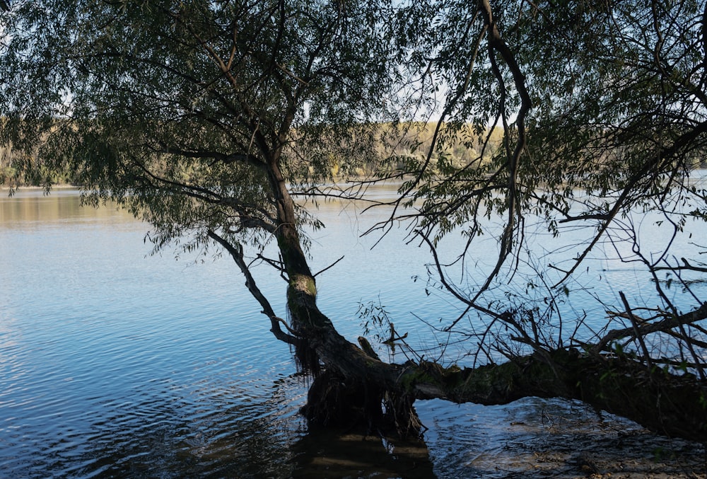 a tree that is sitting in the water