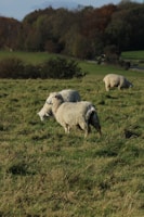 A group of rescued sheep grazing peacefully in a sunny field.