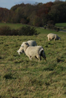 Healthy sheep grazing peacefully near the date palms on the farm.
