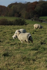 A flock of sheep grazing peacefully in a sunny field at KVS Jeevadhara Farms.