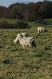 Modern livestock farm with healthy animals grazing in open fields.