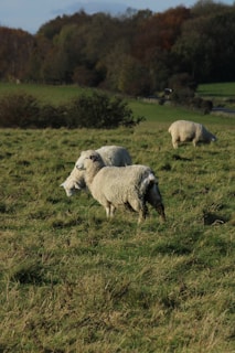 Close-up of healthy sheep grazing peacefully in a sunlit field surrounded by olive trees.