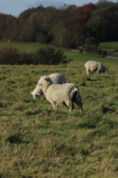 Dorper sheep grazing peacefully in a spacious field.