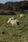A serene farm landscape with healthy sheep grazing on green pastures.