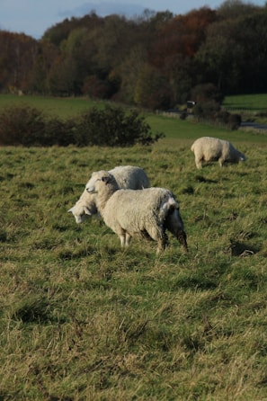 A group of rescued sheep grazing peacefully in a sunny field.