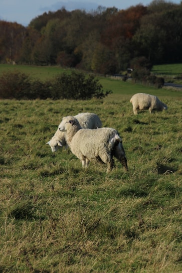 A serene farm landscape with rescued animals grazing peacefully.