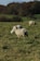 A serene farm landscape with healthy sheep grazing on green pastures.