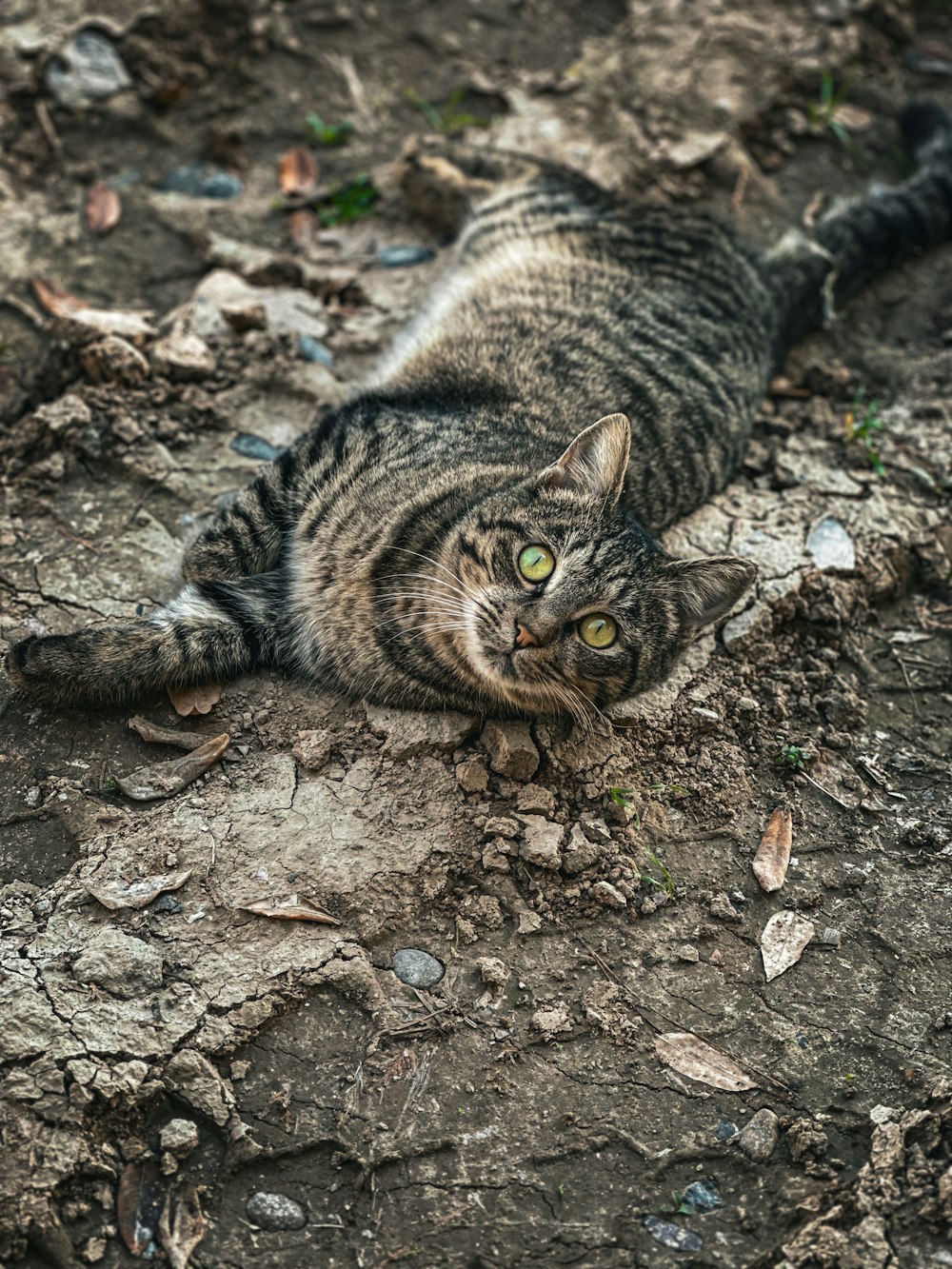 a cat laying on the ground looking at the camera