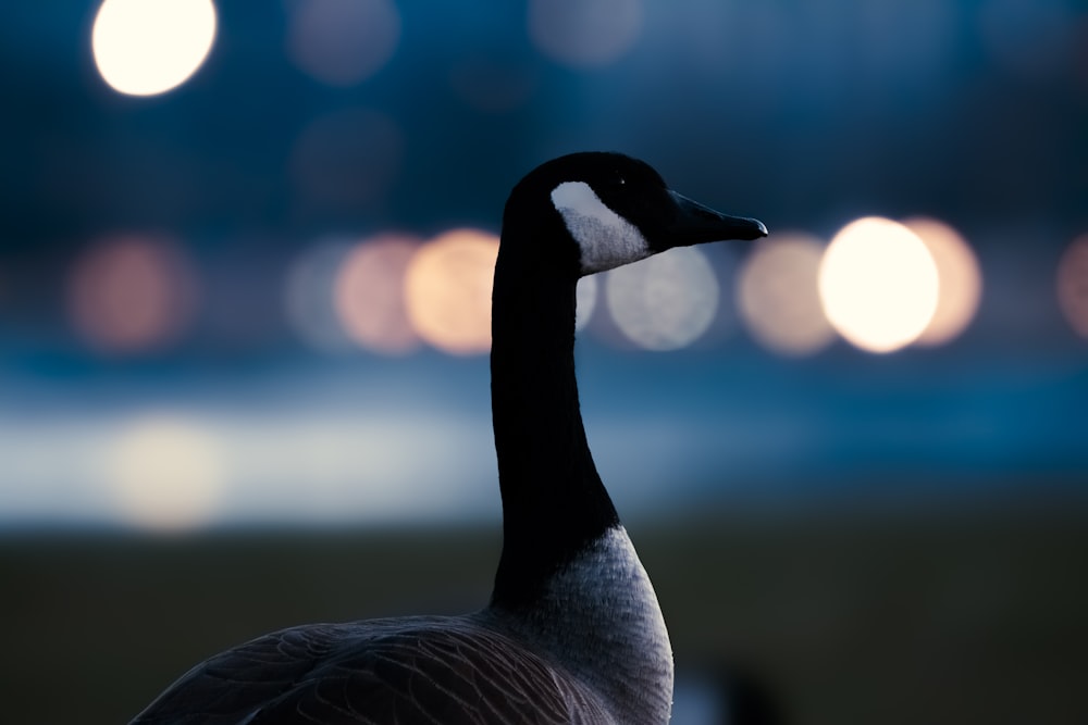 a close up of a bird with blurry lights in the background