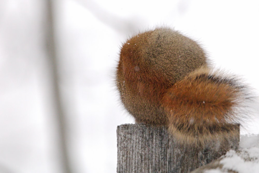 a squirrel sitting on top of a wooden post