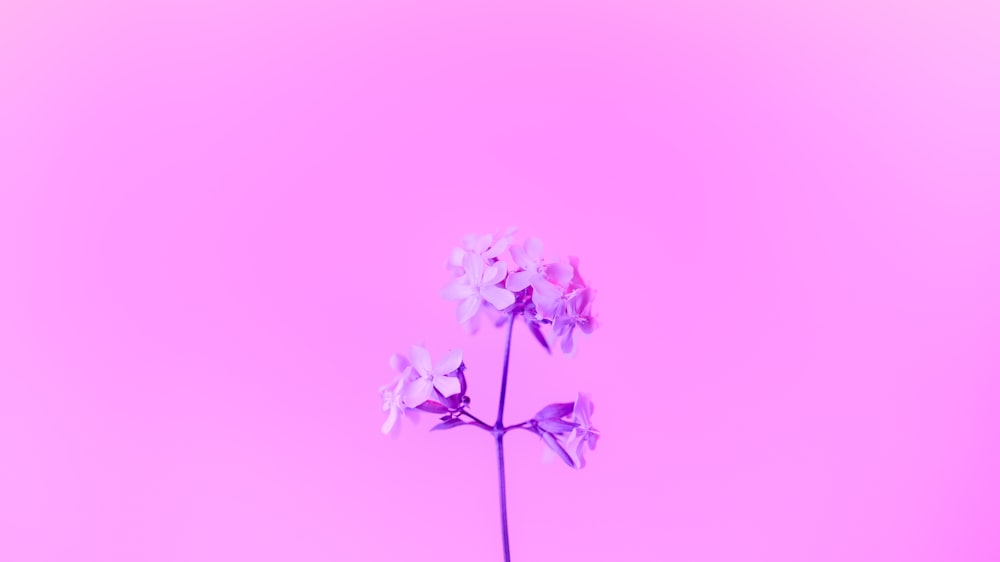 a single purple flower on a pink background