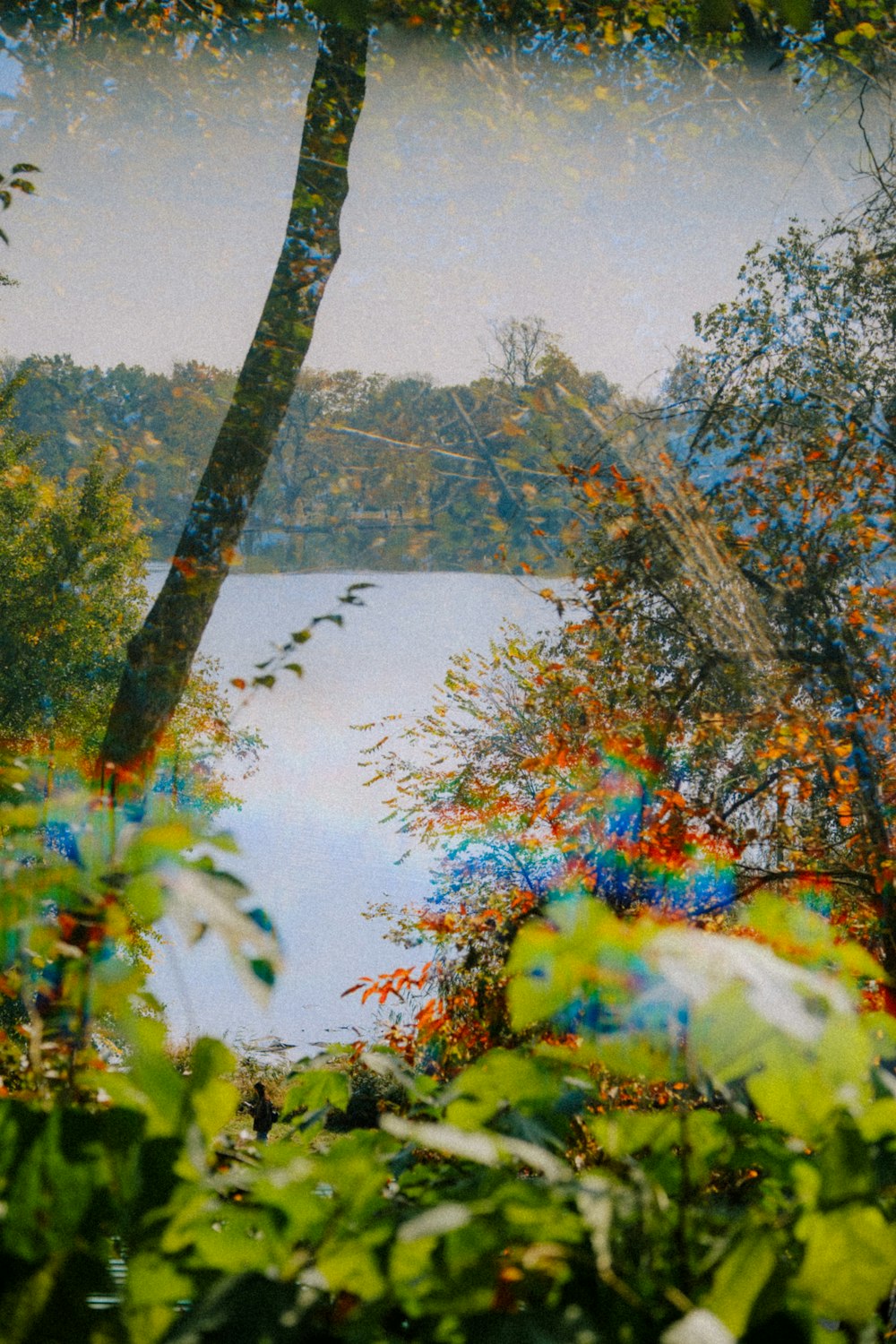 a picture of a lake surrounded by trees