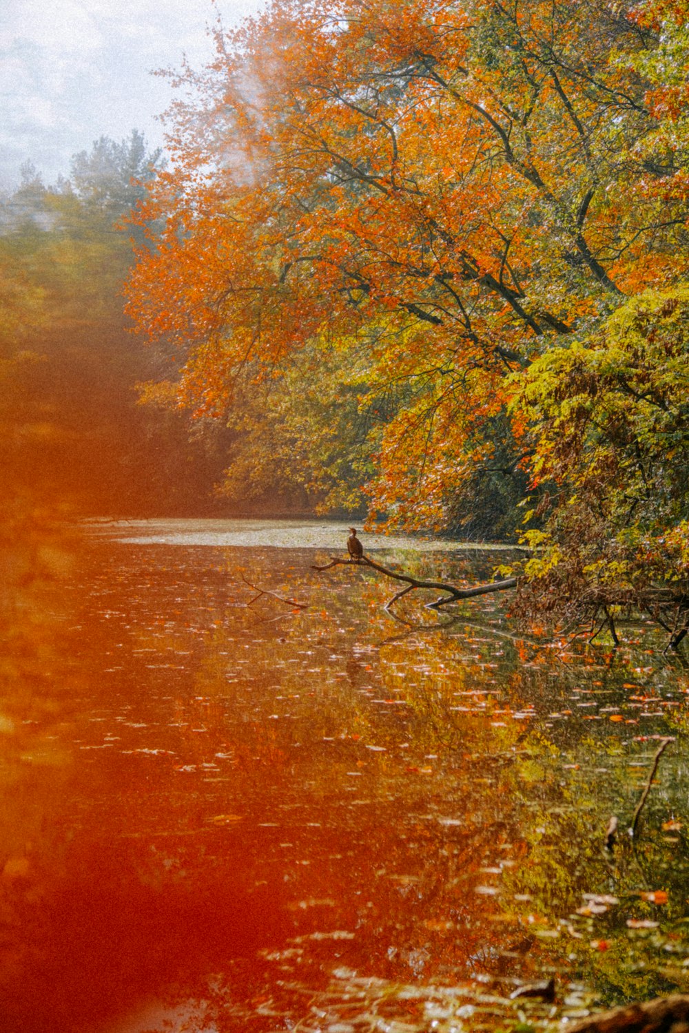 a person in a boat on a body of water surrounded by trees