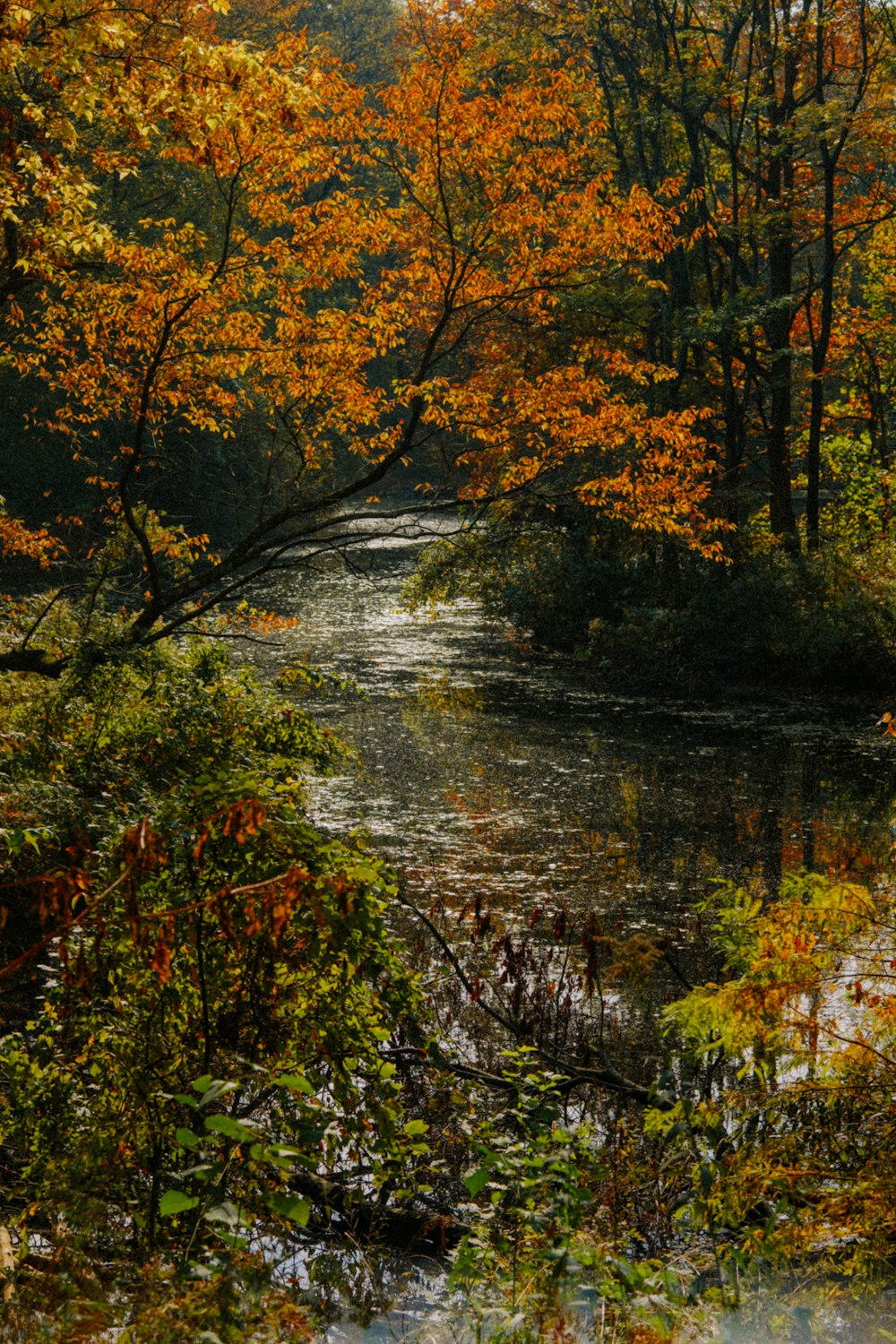 a river running through a forest filled with lots of trees