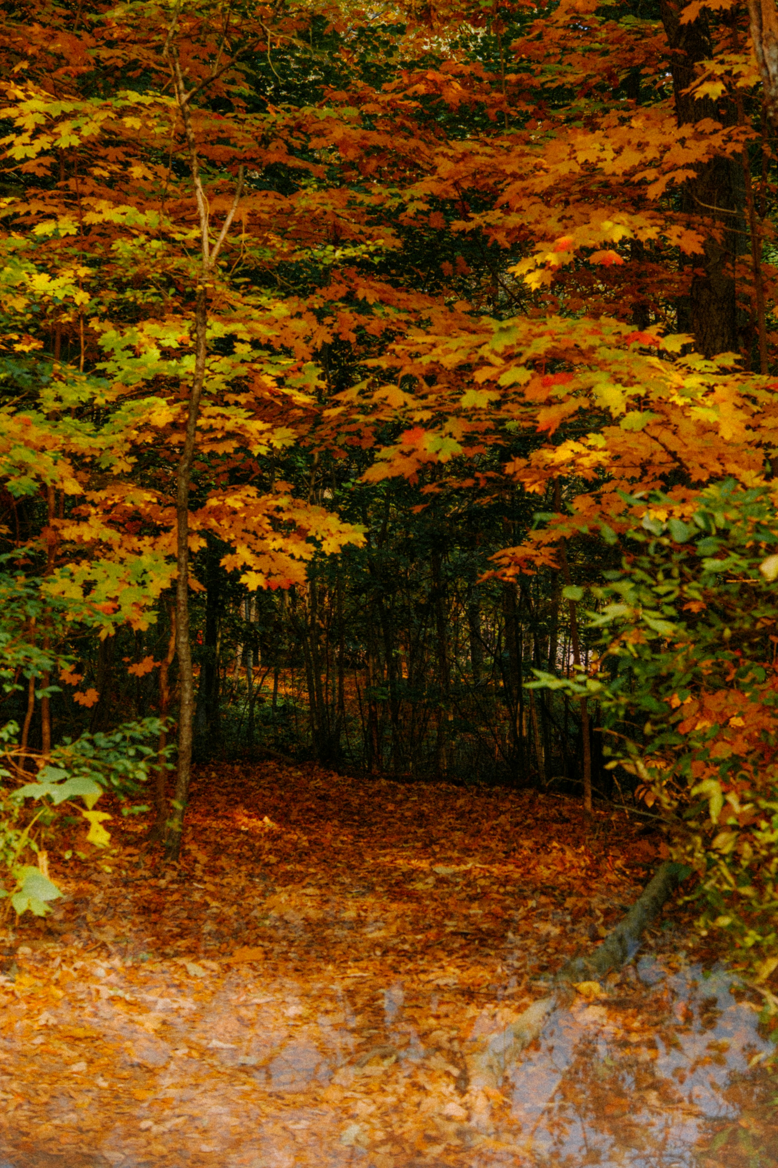 a forest filled with lots of trees covered in leaves