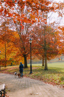 A smiling dog walker gently holding a leash, surrounded by playful dogs in an autumn park.